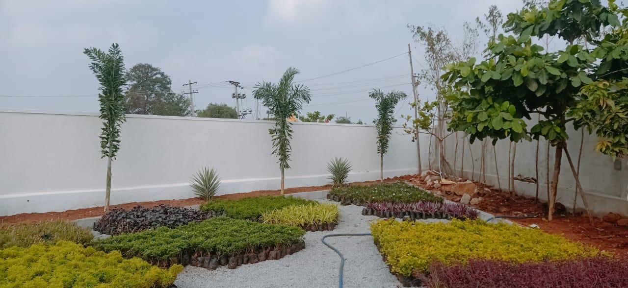 Wholesale Plant Curation KAR Nursery Kadiyam